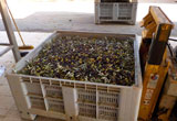 olive raccolte