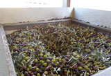 inizio del ciclo di lavorazione delle olive
