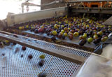 olive pulite