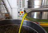 l'olio di oliva appena estratto