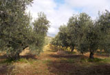 i terreni dell'azienda agricola a Villapiana