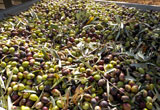 le olive appena raccolte prodotto in ultimo anno di conversione biologico